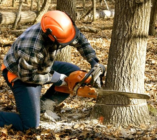 Tree Removal in Chattanooga, OK